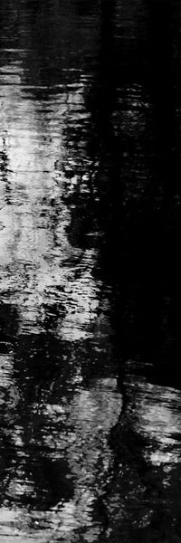 Black & White Florals: Reflecting Triptych III by Michael Barrett