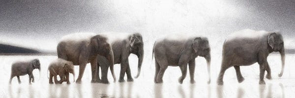 Elephants: Elephant Mirage by Noah Bay