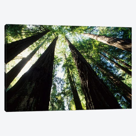 Old Growth Coast Redwoods, Muir Woods National Monument, Golden Gate National Recreation Area, Marin County, California, USA Canvas Print #BBA3} by Bill Bachmann Canvas Print