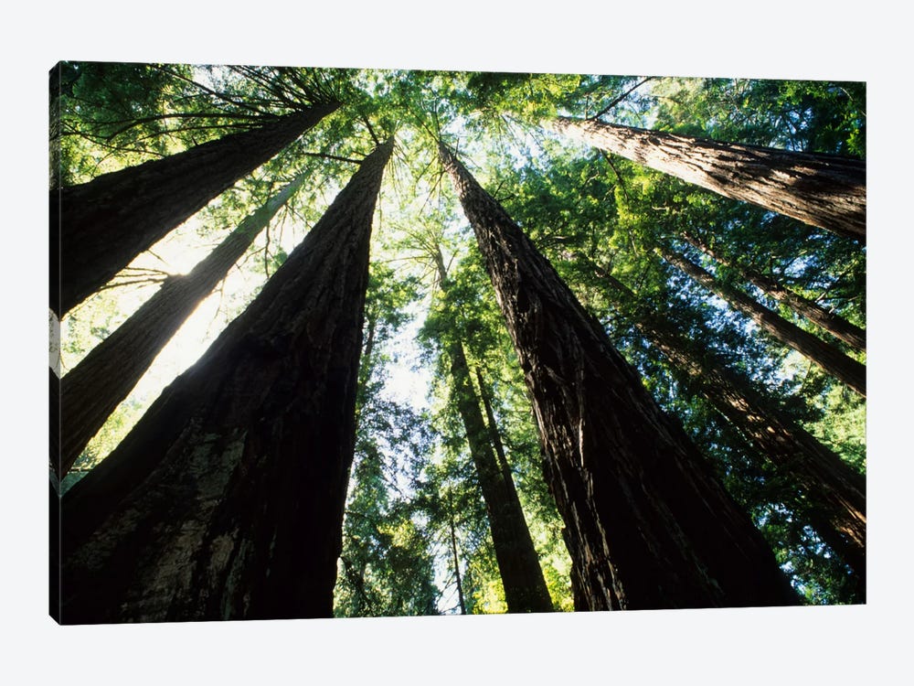 Old Growth Coast Redwoods, Muir Woods National Monument, Golden Gate National Recreation Area, Marin County, California, USA by Bill Bachmann 1-piece Canvas Wall Art