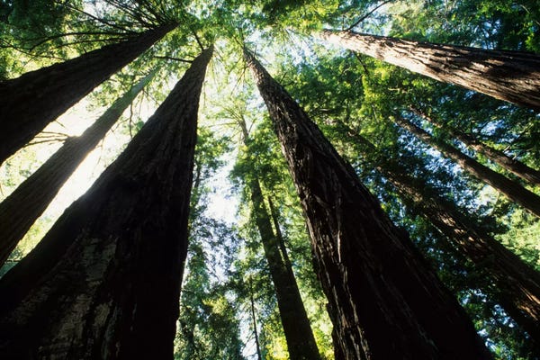 Redwood Trees: Old Growth Coast Redwoods, Muir Woods National Monument, Golden Gate National Recreation Area, Marin County, California, USA by Bill Bachmann