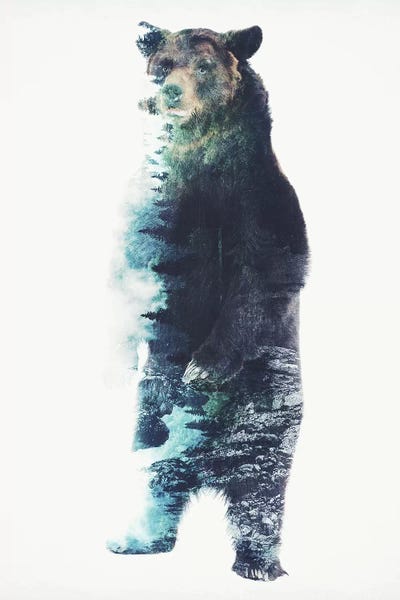Misty Bear by Barrett Biggers canvas print