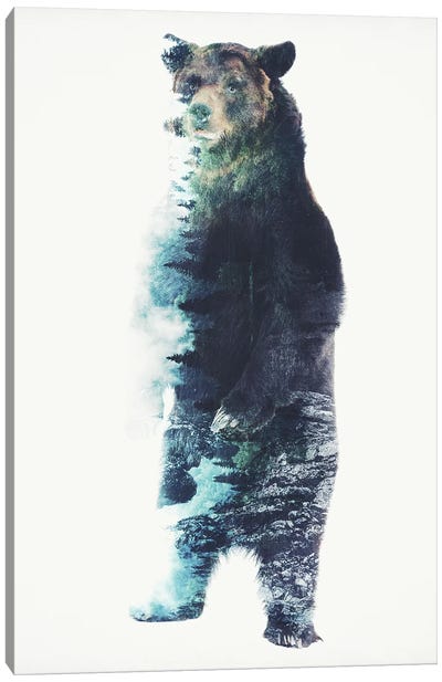Misty Bear Canvas Art Print - Barrett Biggers