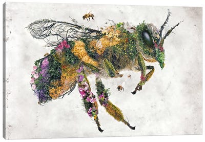 Must Bee The Honey Canvas Art Print - Insect & Bug Art