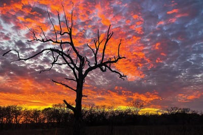 Nature's Fiery Finale by Brian Bielke canvas print