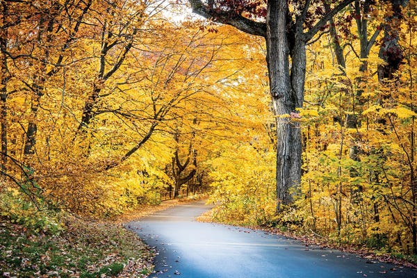 Brian Bielke: Autumn's Embrace On 3 Mile Drive by Brian Bielke