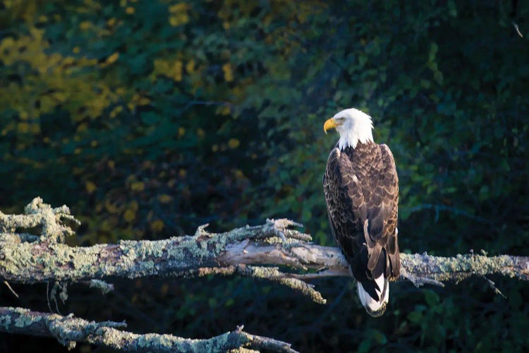 Enjoying The View While You Take Pictures by Brian Bielke wall art