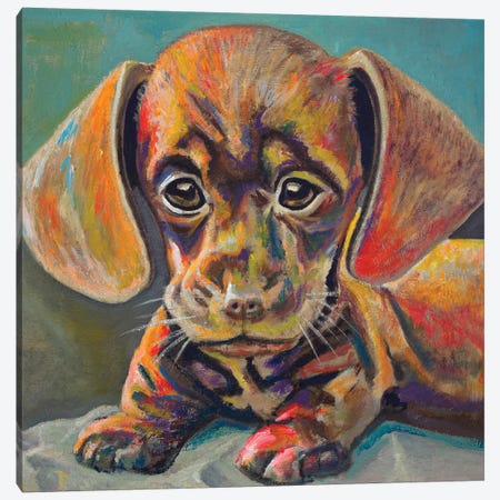 Puppy Face Canvas Print #BCM17} by Andy Beauchamp Canvas Art