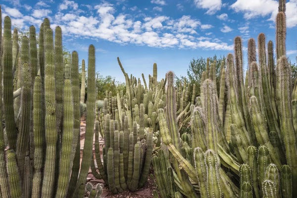 Bill Carson Photography: Cactus Garden by Bill Carson Photography