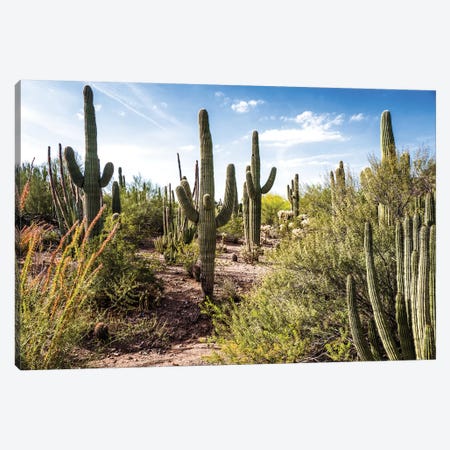 Into the Desert Canvas Print #BCP21} by Bill Carson Photography Canvas Print
