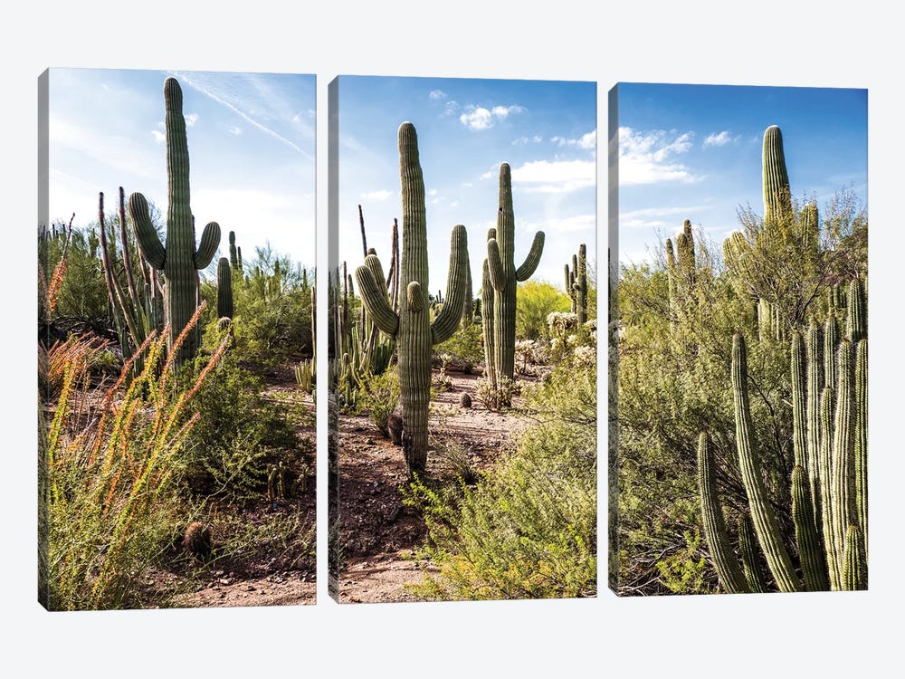 Into the Desert by Bill Carson Photography 3-piece Canvas Artwork