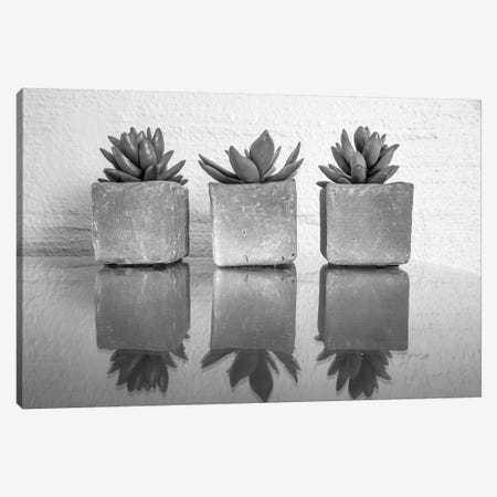 Potted Succulent Canvas Print #BCP27} by Bill Carson Photography Canvas Art