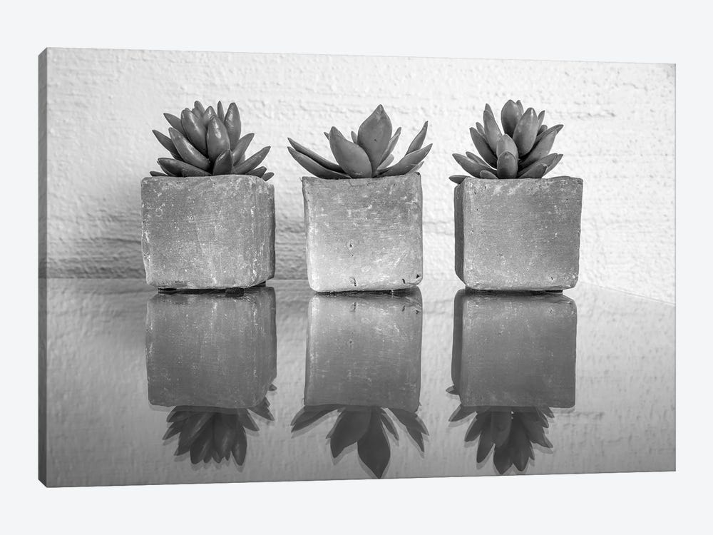 Potted Succulent by Bill Carson Photography 1-piece Canvas Artwork