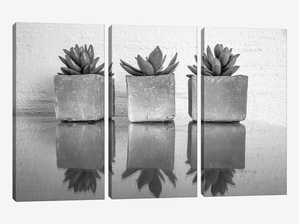 Potted Succulent by Bill Carson Photography 3-piece Canvas Artwork