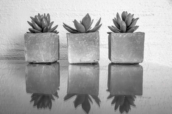Black & White Florals: Potted Succulent by Bill Carson Photography