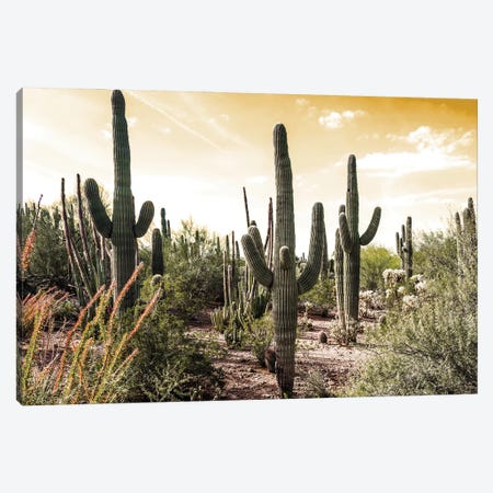 Cactus Field Under Golden Skies Canvas Print #BCP46} by Bill Carson Photography Canvas Artwork