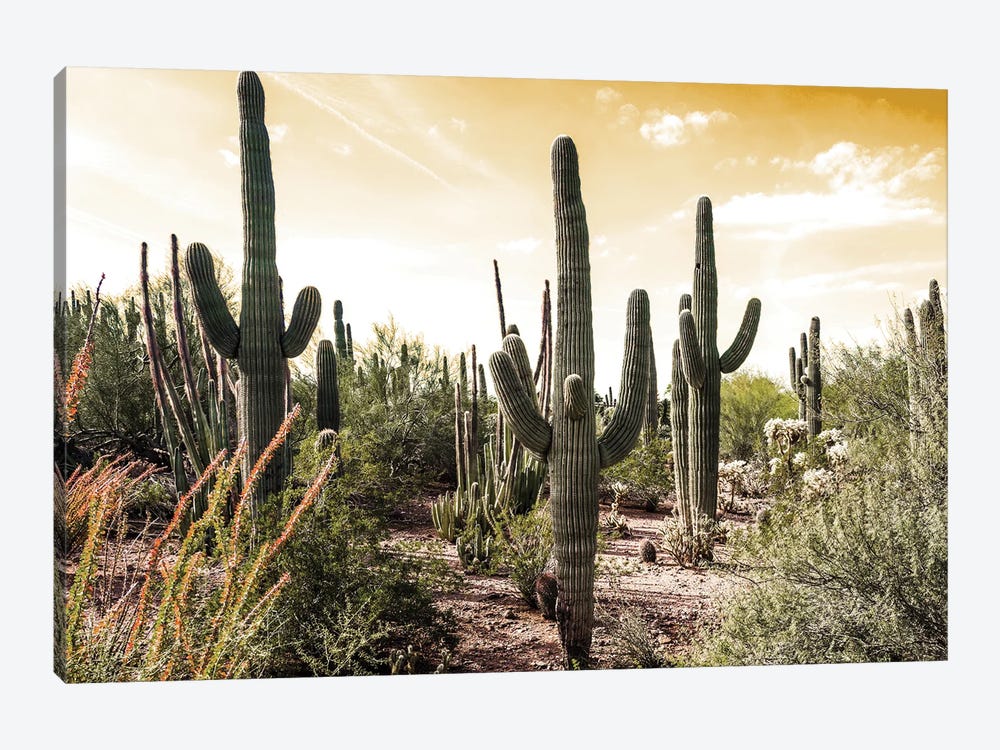 Cactus Field Under Golden Skies by Bill Carson Photography 1-piece Art Print