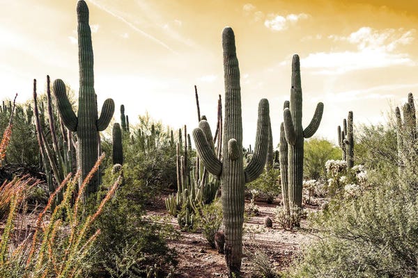 Bill Carson Photography: Cactus Field Under Golden Skies by Bill Carson Photography