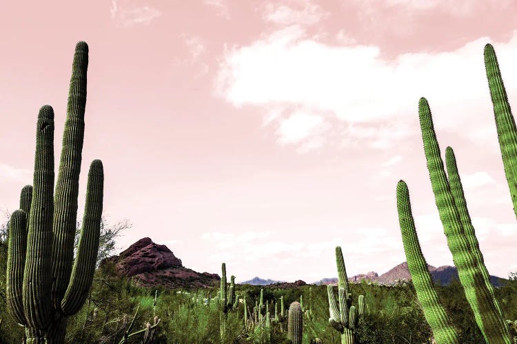 Cactus Landscape Under Pink Sky