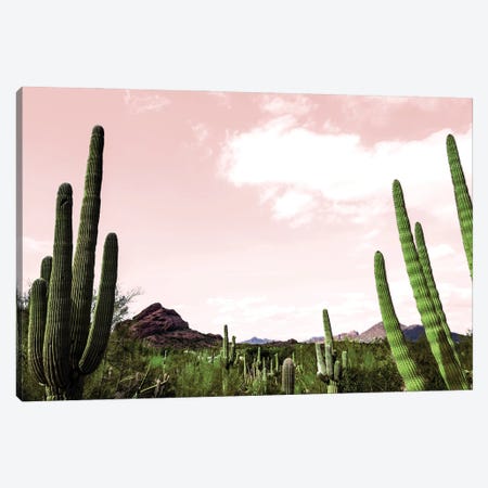 Cactus Landscape Under Pink Sky Canvas Print #BCP47} by Bill Carson Photography Canvas Wall Art