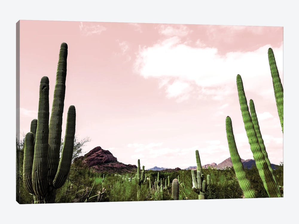 Cactus Landscape Under Pink Sky by Bill Carson Photography 1-piece Canvas Wall Art