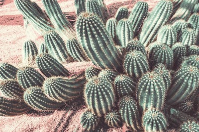 Cactus Muted Burst by Bill Carson Photography acrylic art print