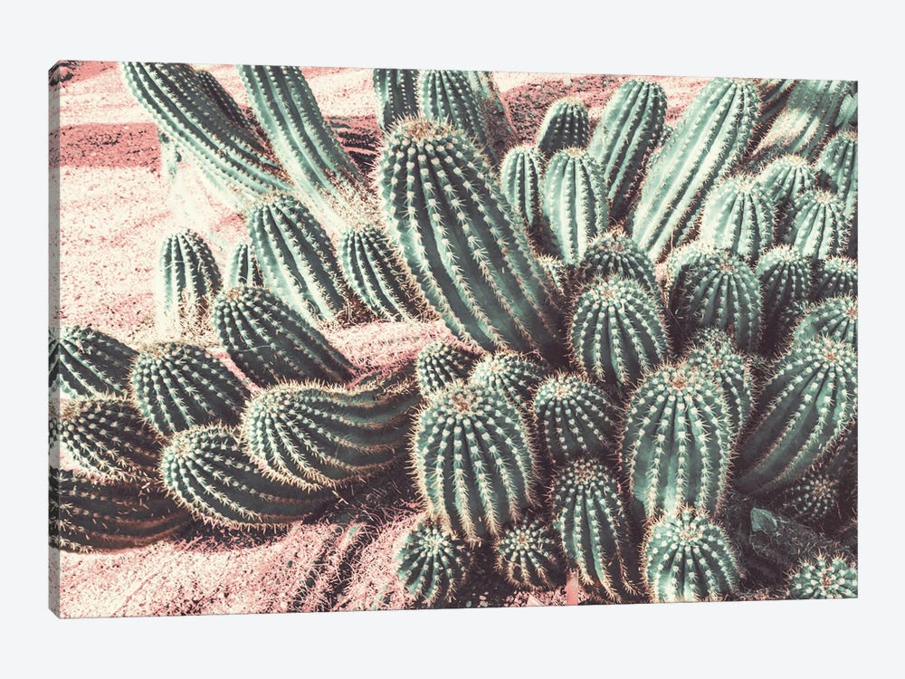 Cactus Muted Burst by Bill Carson Photography 1-piece Canvas Print