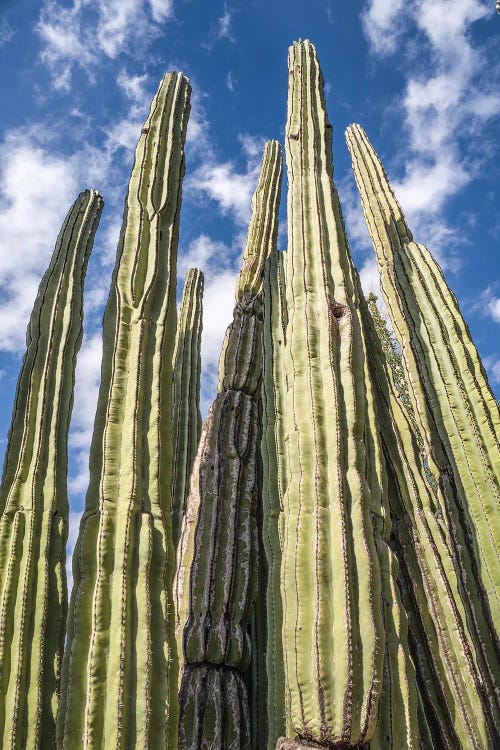 Tall Garden Of Cactus