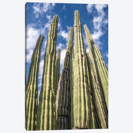 Tall Garden Of Cactus Canvas Print #BCP51} by Bill Carson Photography Canvas Artwork