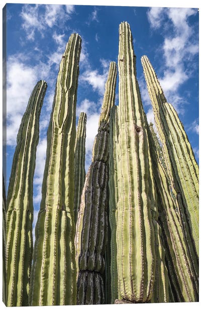 Tall Garden Of Cactus Canvas Art Print