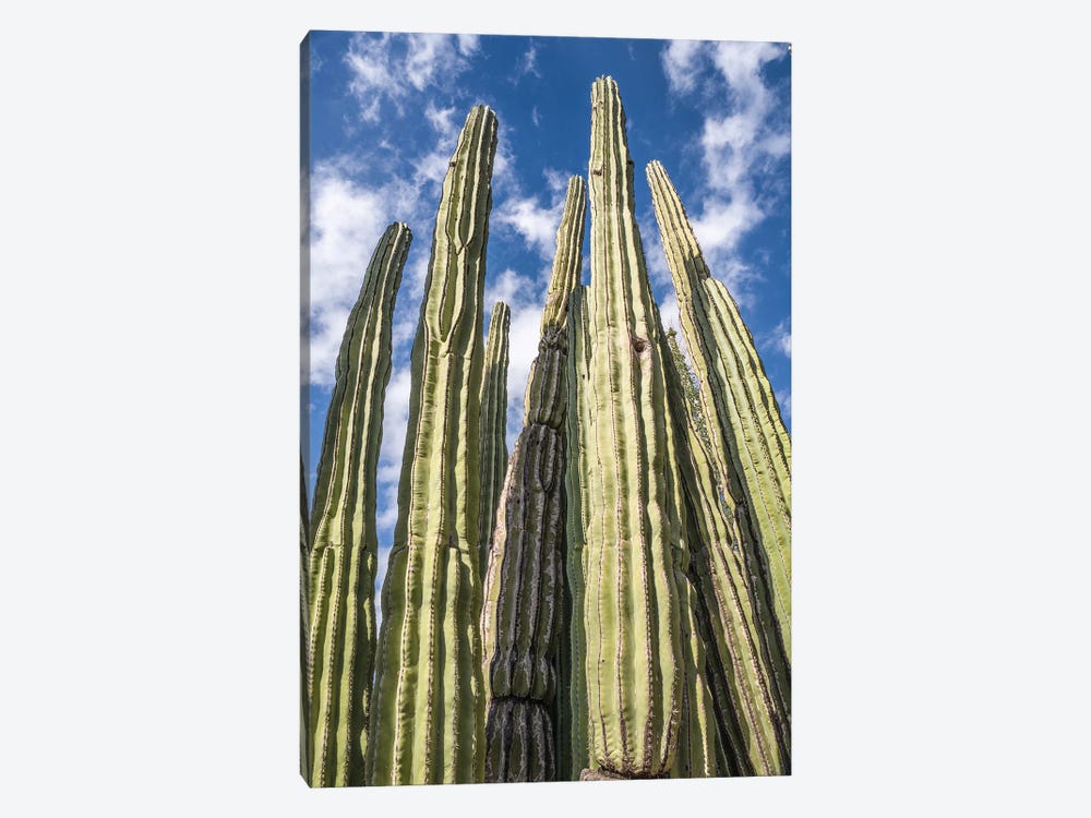 Tall Garden Of Cactus by Bill Carson Photography 1-piece Canvas Art Print
