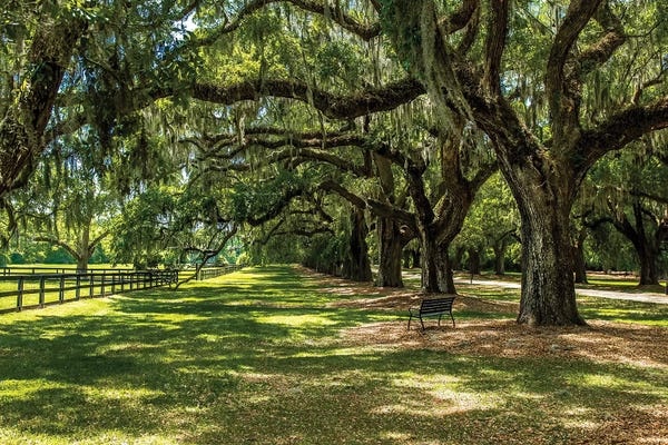 Bill Carson Photography: Boone Hall by Bill Carson Photography