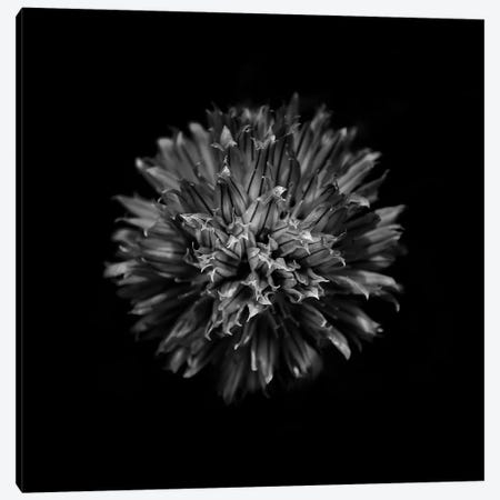 Black And White Clover Flower Canvas Print #BCS10} by Brian Carson Canvas Print