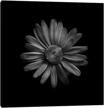 Black And White Daisy III Canvas Art Print - Brian Carson