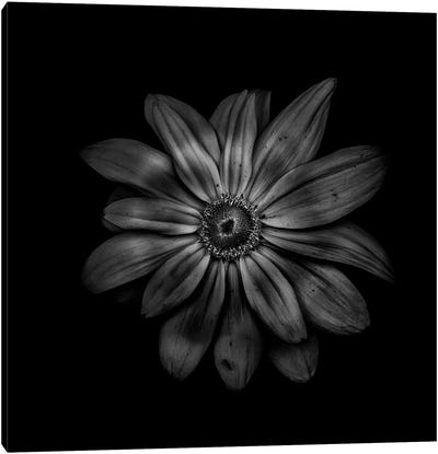 Black And White Daisy V Canvas Art Print - Brian Carson