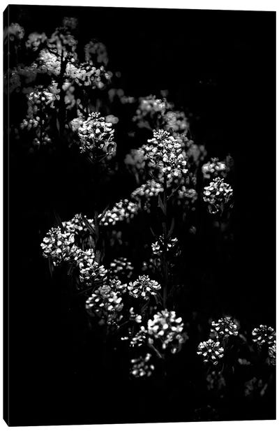 Black And White Floral Bush Canvas Art Print - Brian Carson