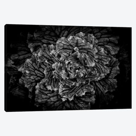 Black And White Flower Cabbage Canvas Print #BCS17} by Brian Carson Canvas Wall Art