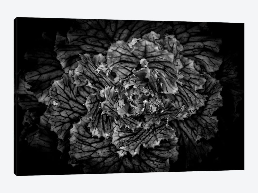 Black And White Flower Cabbage by Brian Carson 1-piece Canvas Art Print