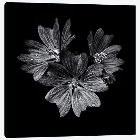 Black And White Flower Trio Canvas Print #BCS18} by Brian Carson Art Print