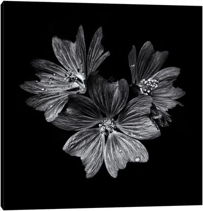 Black And White Flower Trio Canvas Art Print - Brian Carson