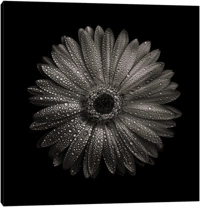 Black And White Gerber Daisy I Canvas Art Print - Brian Carson