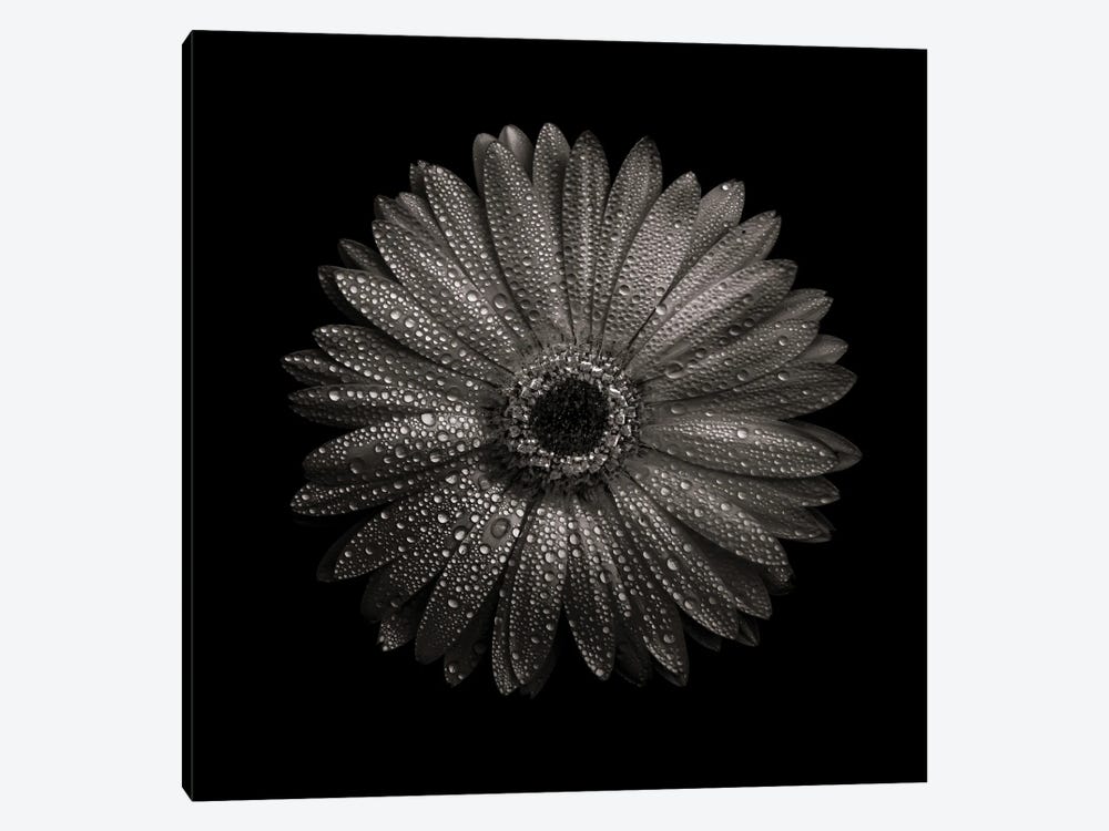 Black And White Gerber Daisy I by Brian Carson 1-piece Canvas Print