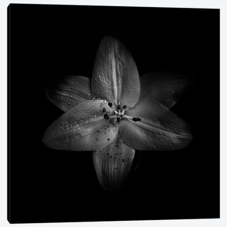 Black And White Lily Canvas Print #BCS20} by Brian Carson Canvas Art