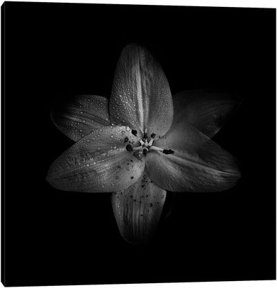 Black And White Lily Canvas Art Print - Brian Carson