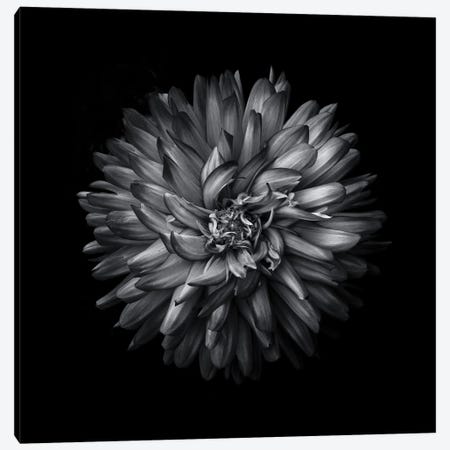 iCanvas LV Flower Logo Black by TJ Framed - Bed Bath & Beyond - 37678926