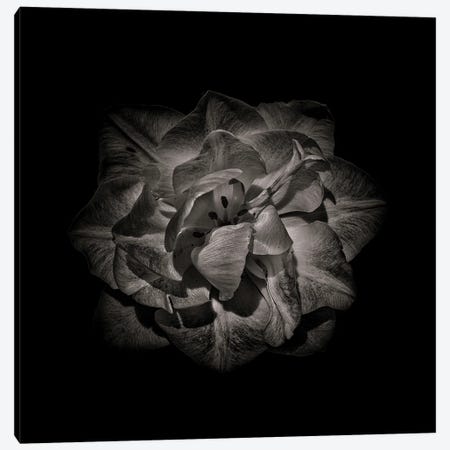Black And White Peony II Canvas Print #BCS28} by Brian Carson Canvas Artwork