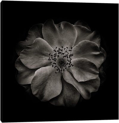 Black And White Primrose Canvas Art Print - Brian Carson