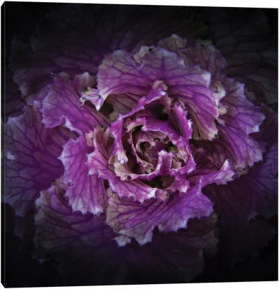Flowering Cabbage Canvas Art Print - Brian Carson