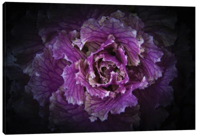 Flowering Cabbage II Canvas Art Print - Brian Carson