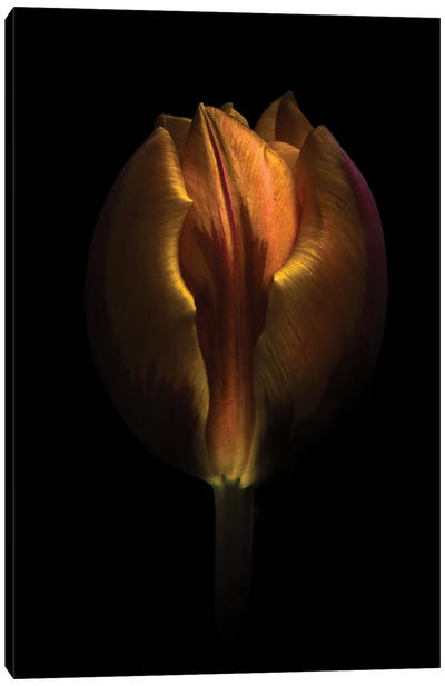 Orange Tulip Canvas Art Print - Brian Carson
